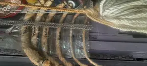30mm×15mtrs Pure Sisal Rope