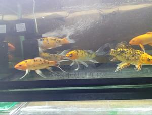 Aquarium Koi Fish - thumbnail 2