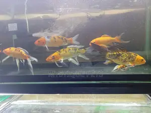 Aquarium Koi Fish