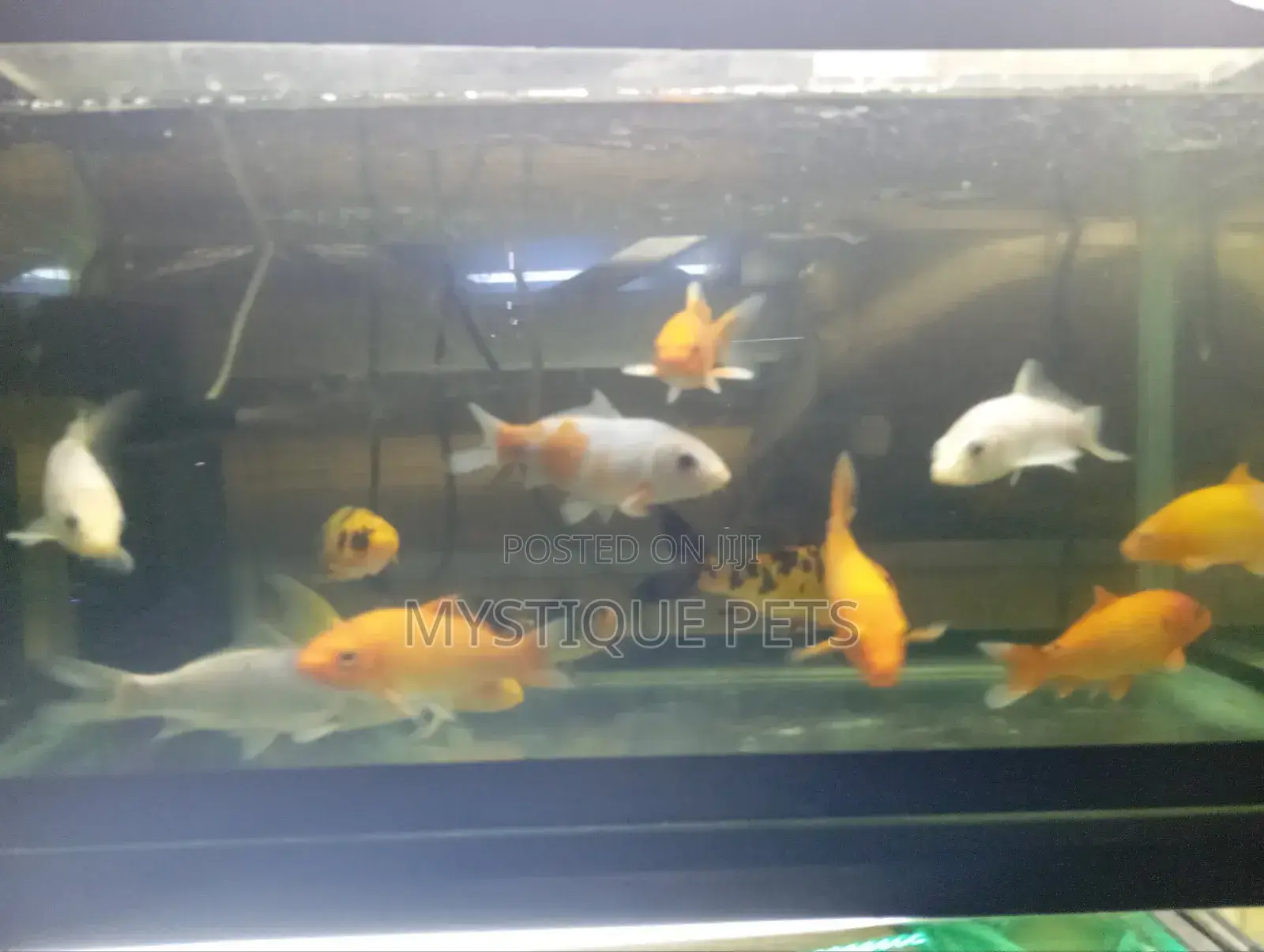 Aquarium Kois