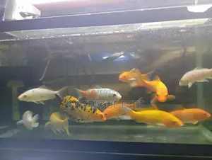 Aquarium Kois