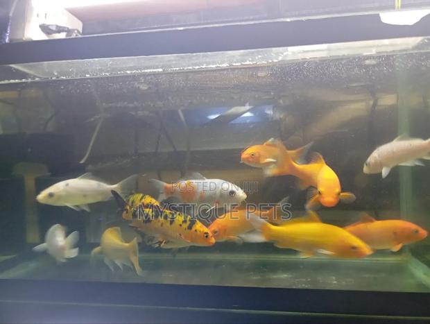 Aquarium Kois - thumbnail 3