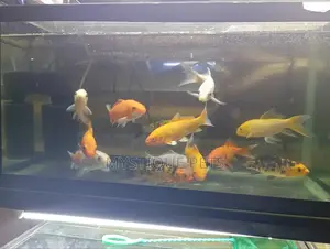 Aquarium Kois