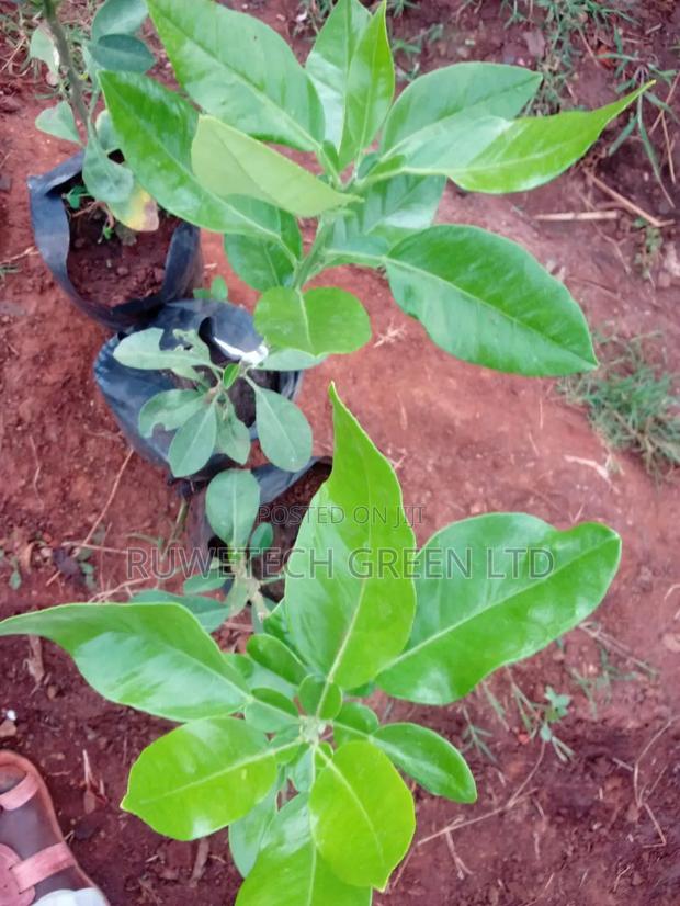 Pomelo Seedlings - main view