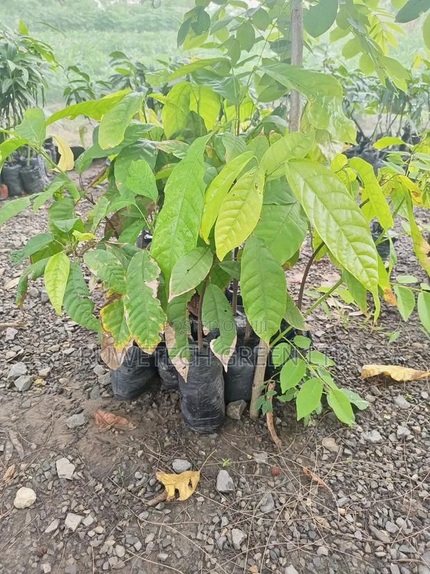 Cocoa Seedlings - main view