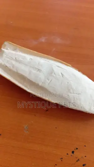 Cattle Bones