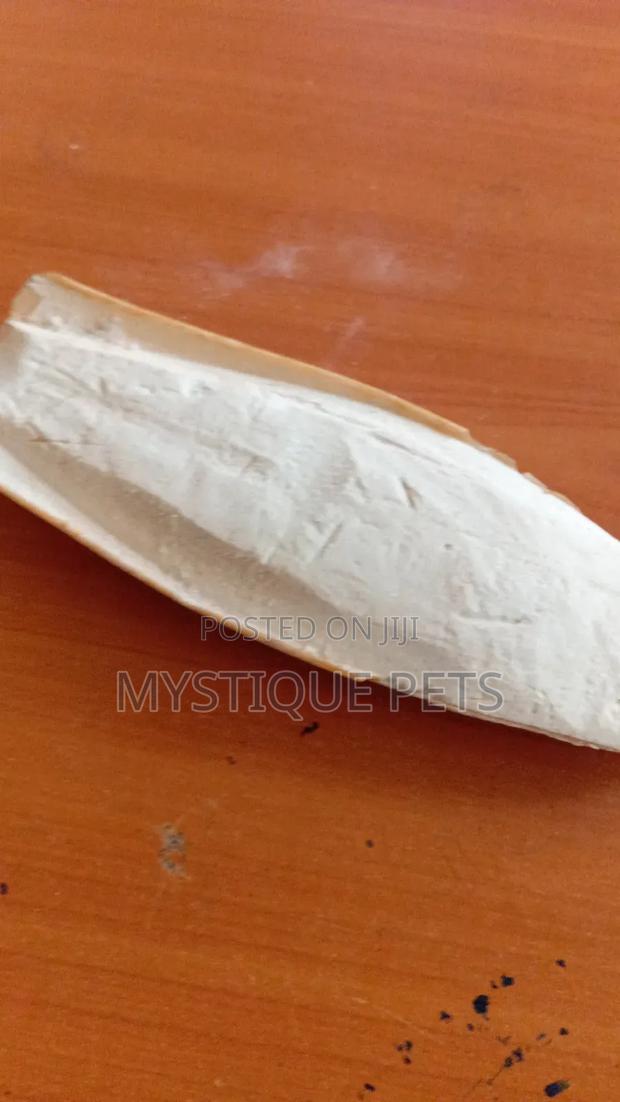 Cattle Bones - thumbnail 3