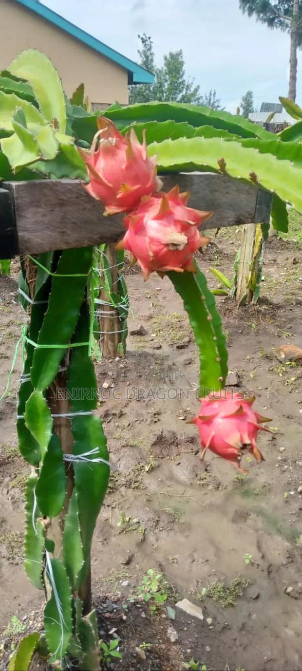 Moroccan Red Dragon Fruits Cuttings - thumbnail 3