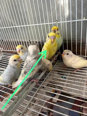 Matured Budgies - thumbnail 2