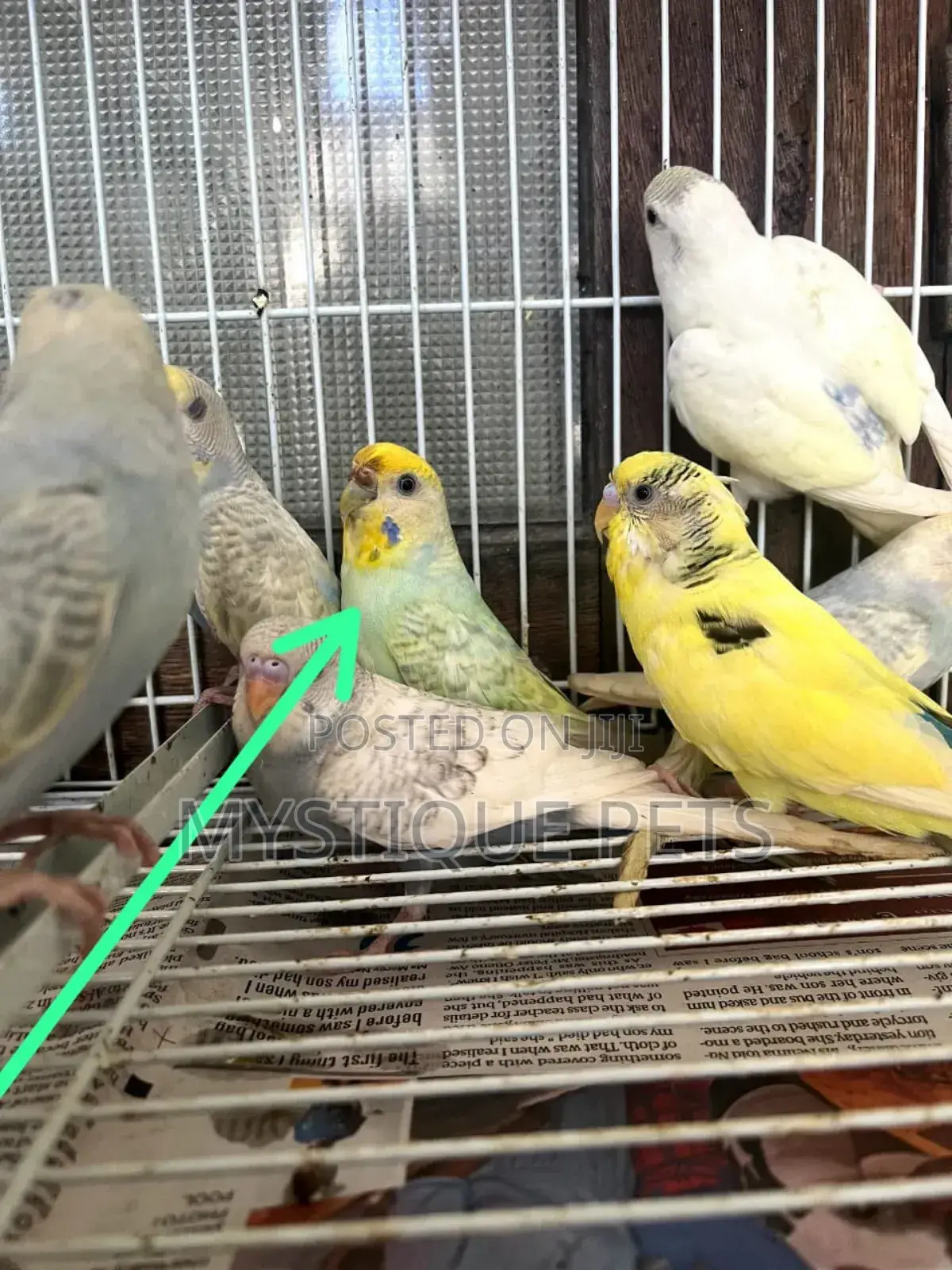 Adult Budgies