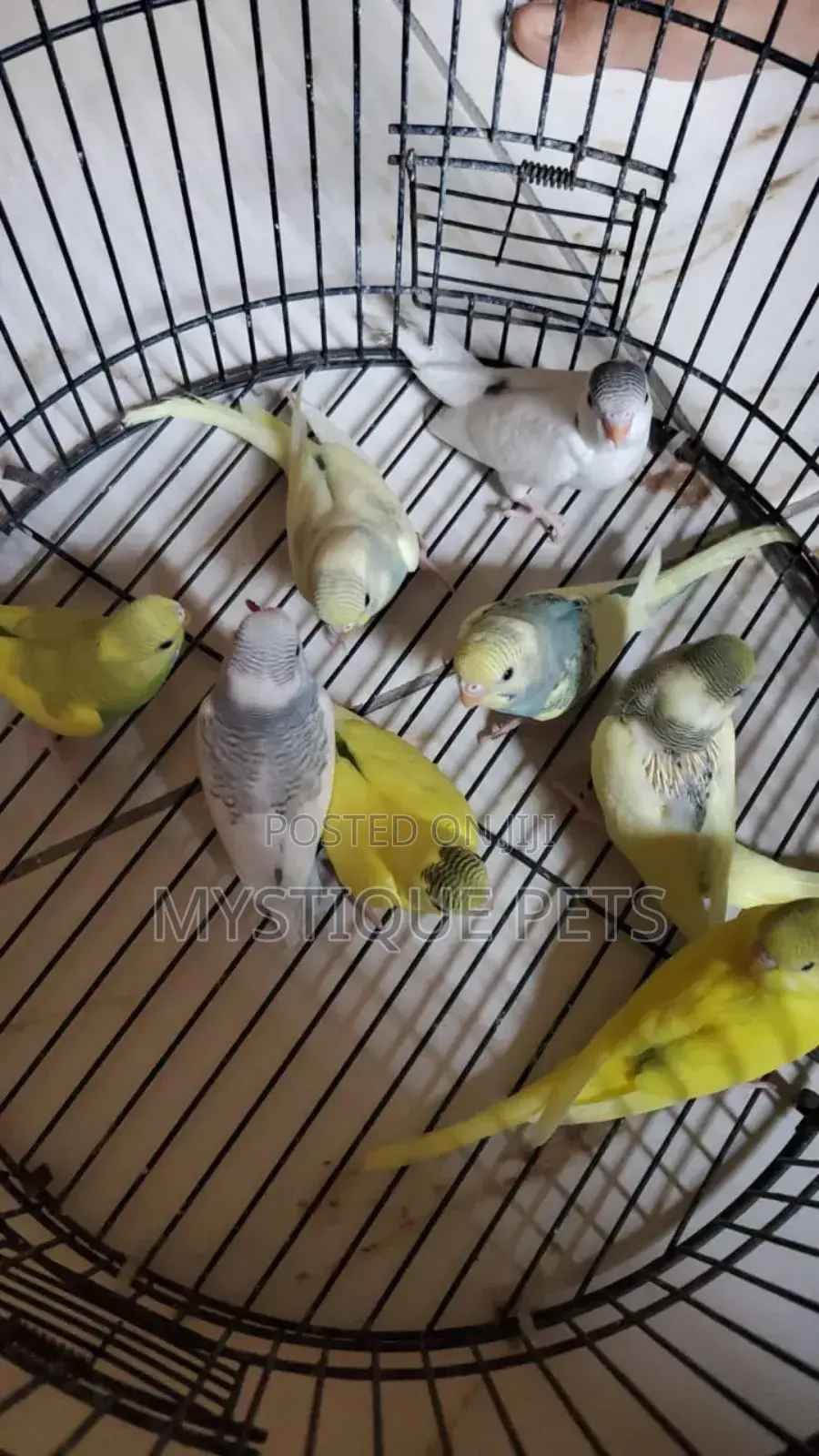 Nicely Budgies