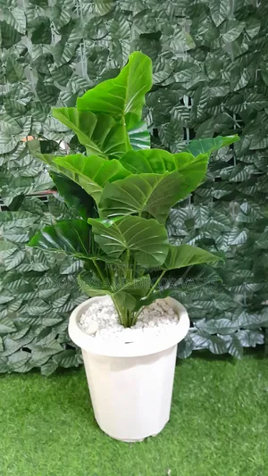 80cm Plant Plus Vase KSH 1500