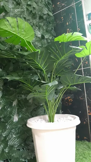 Plant,Vase and Stones 1500ksh