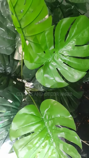 Monstera in Vase With Pebble Stones