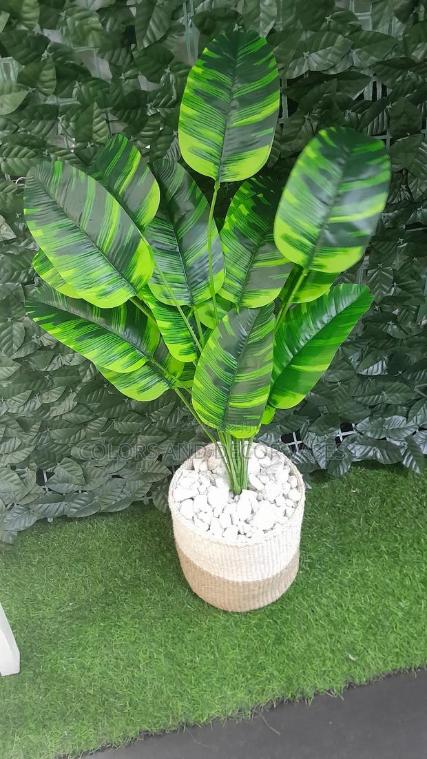 Banana Plant, Basket and Pebble Stones