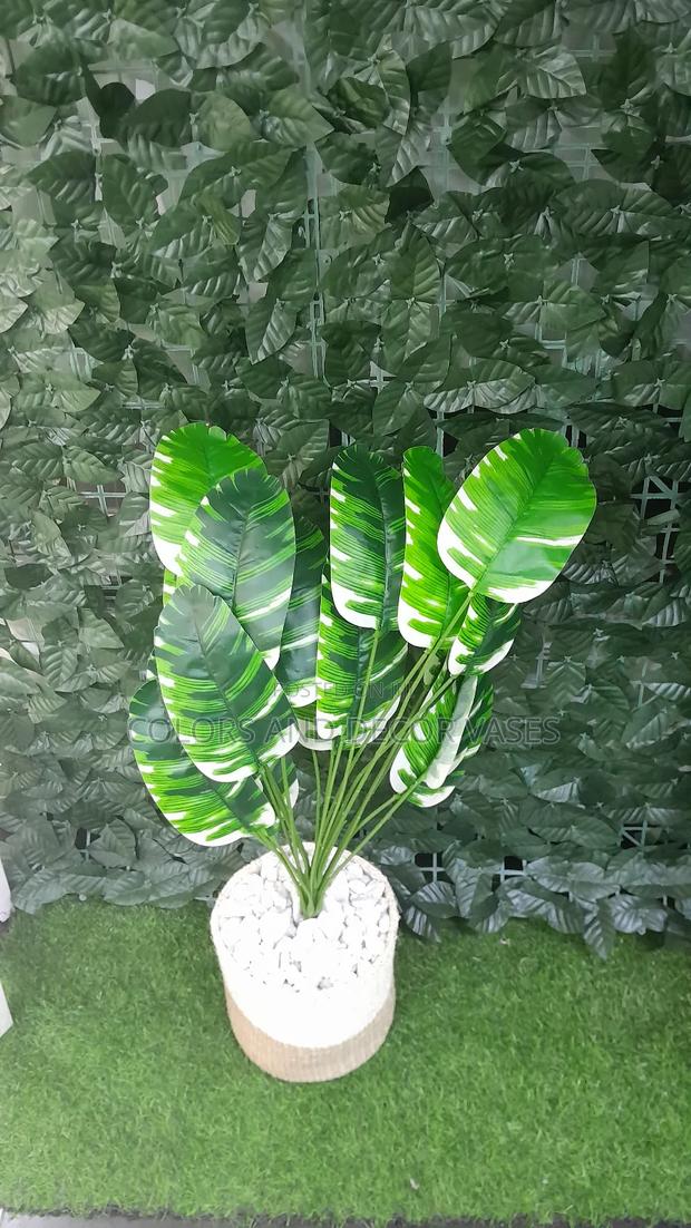 White Green Banana Plant and Basket