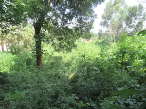 1-Acre Plot for Sale in Runda