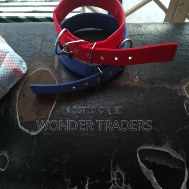 Dog Collar Brand New - main view