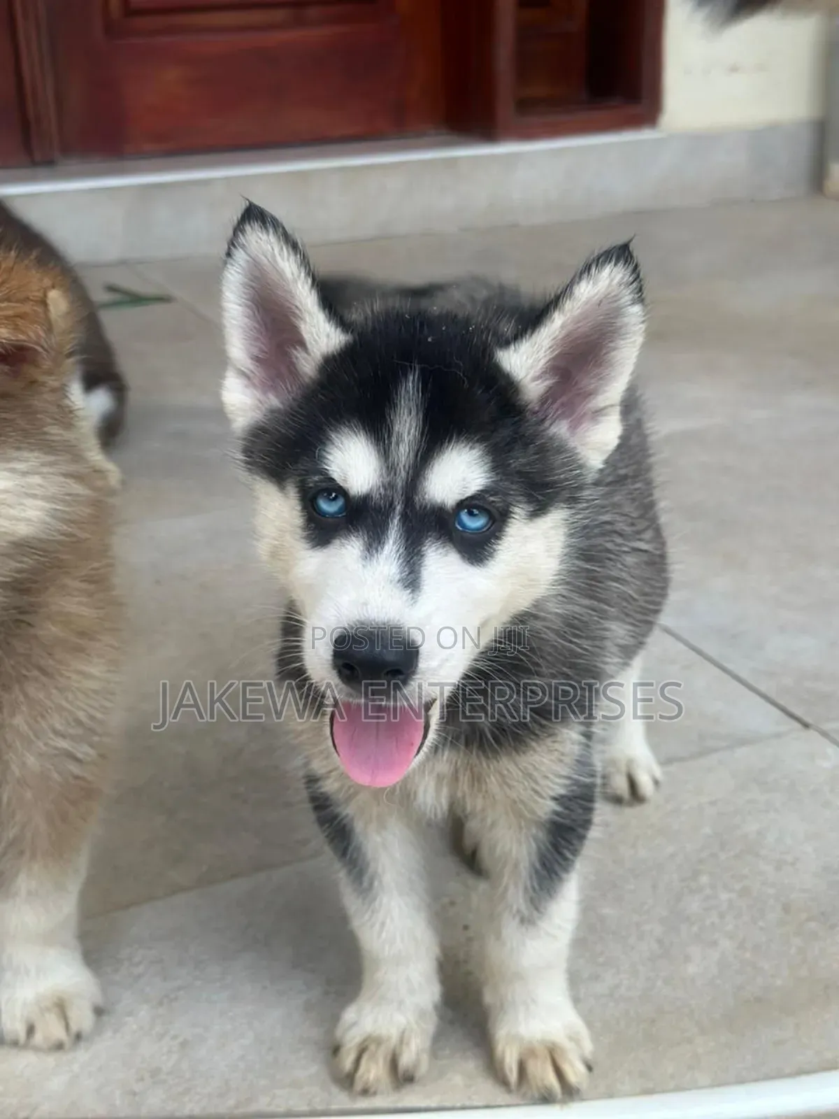 1-3 months Male Purebred Siberian Husky