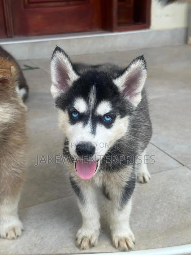 1-3 months Male Purebred Siberian Husky - main view