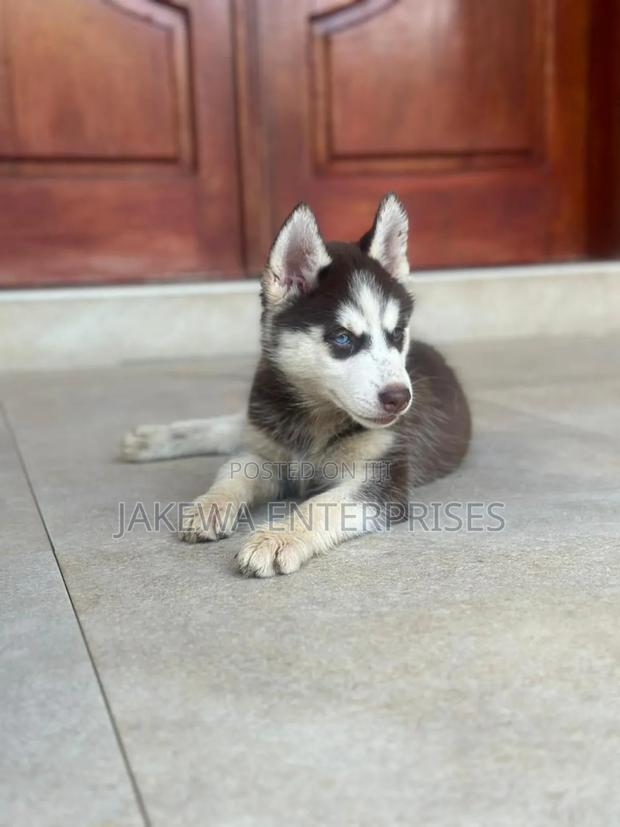 1-3 months Female Purebred Siberian Husky
