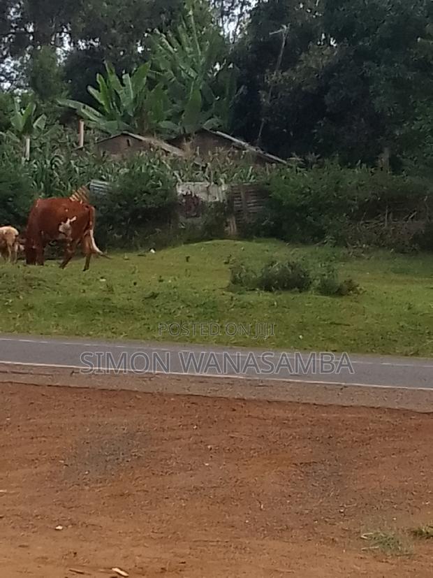 55*100 Plot - thumbnail 3