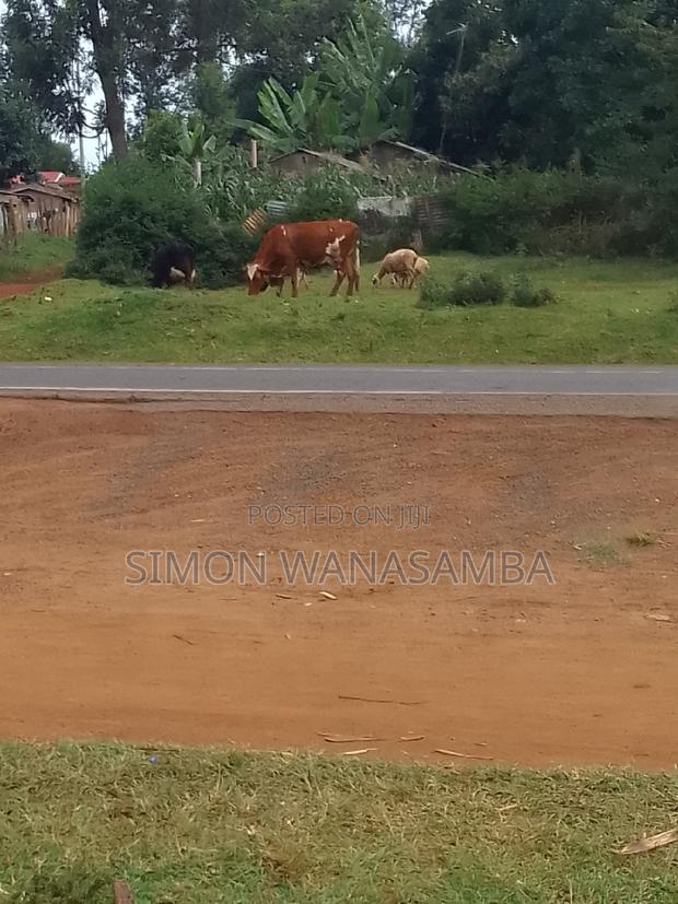 55*100 Plot - thumbnail 4