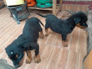 1-3 months Male Purebred Rottweiler - thumbnail 2