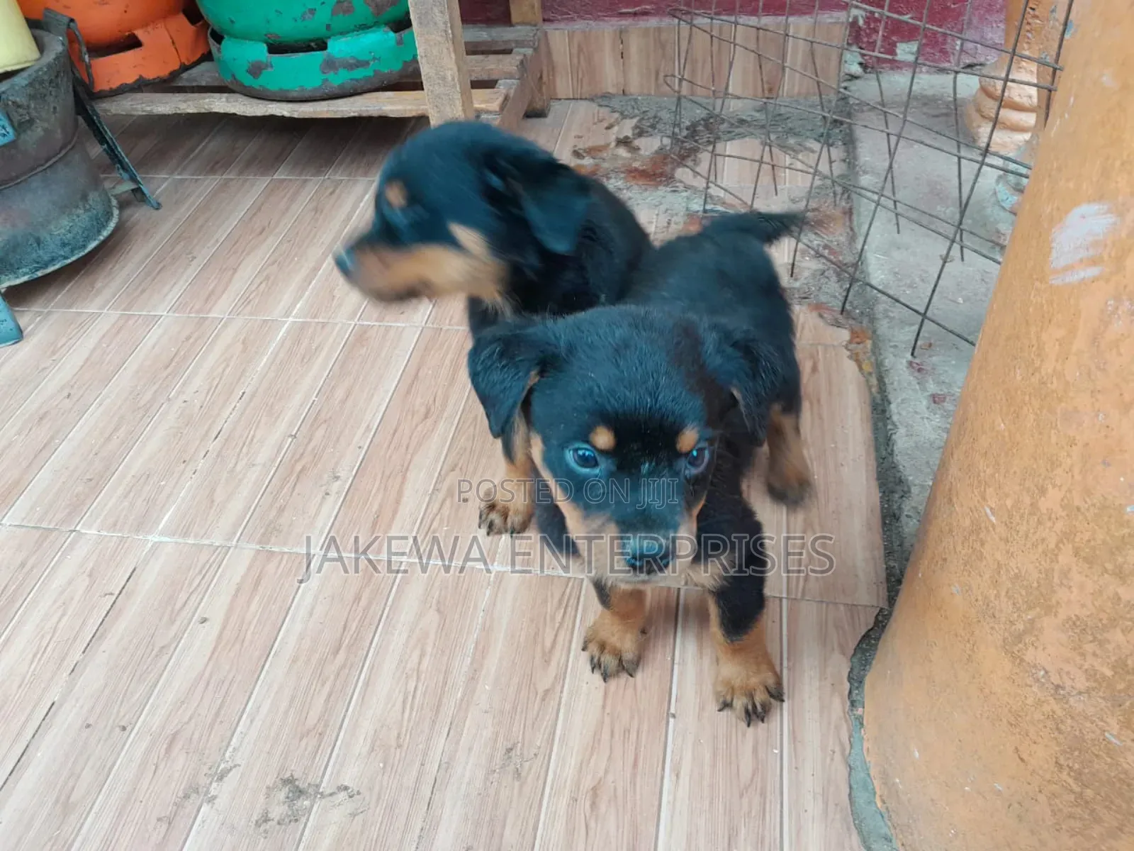 1-3 months Female Purebred Rottweiler