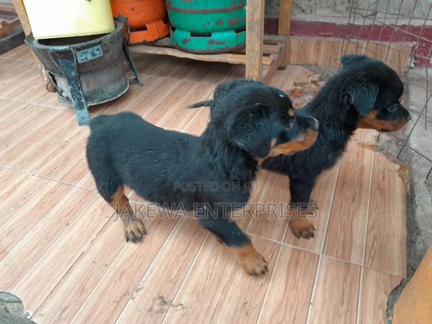 1-3 months Male Purebred Rottweiler - main view