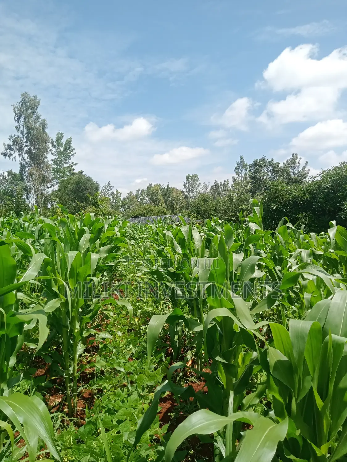 50 by 100 Plot on Sale at Maragua