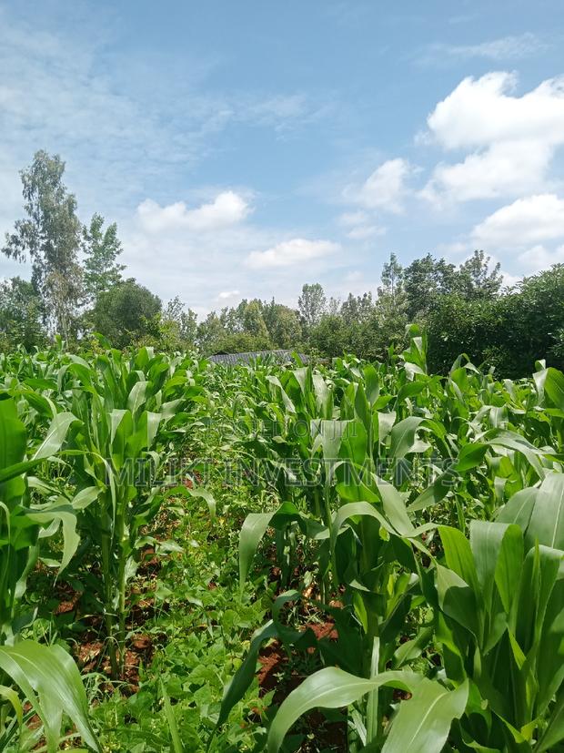 50 by 100 Plot on Sale at Maragua - thumbnail 9