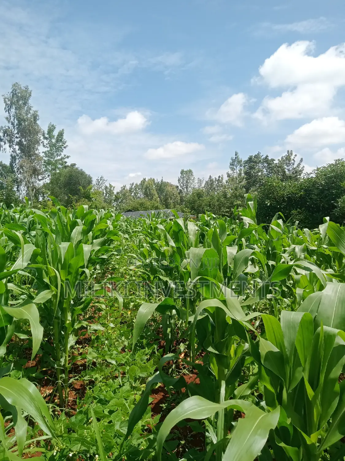 50 by 100 Plot on Sale at Maragua