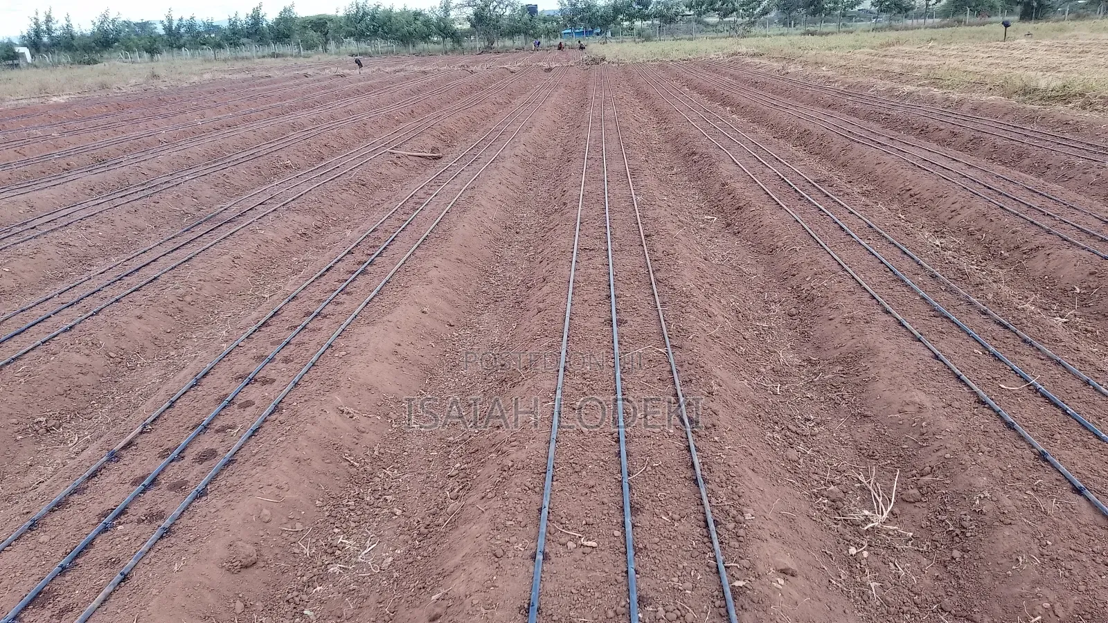 Drip Irrigation Installation Agrotec