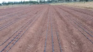 Drip Irrigation Installation Agrotec
