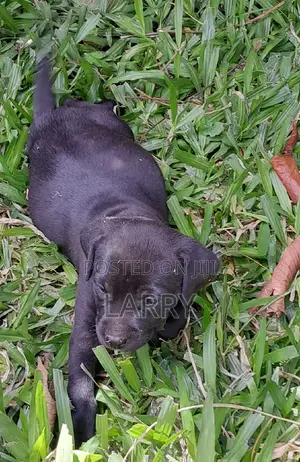 1-3 months Female Purebred Boerboel