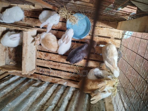 Hybrid Rabbits Available - main view