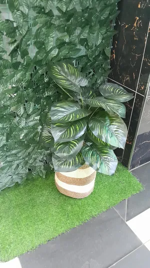 Stripped Plant, Basket and Pebble Stones in Stock