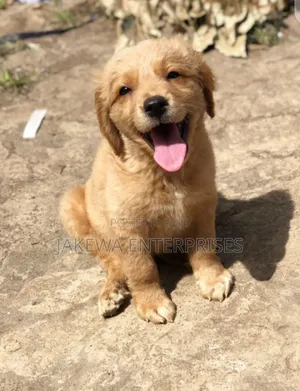 1-3 months Male Purebred Golden Retriever