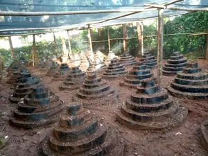 Multi Storey Gardens