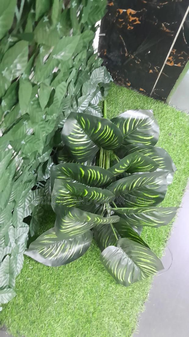 Stripped 18leaves, KSH in Stock