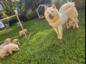 1-3 months Male Purebred Chow Chow