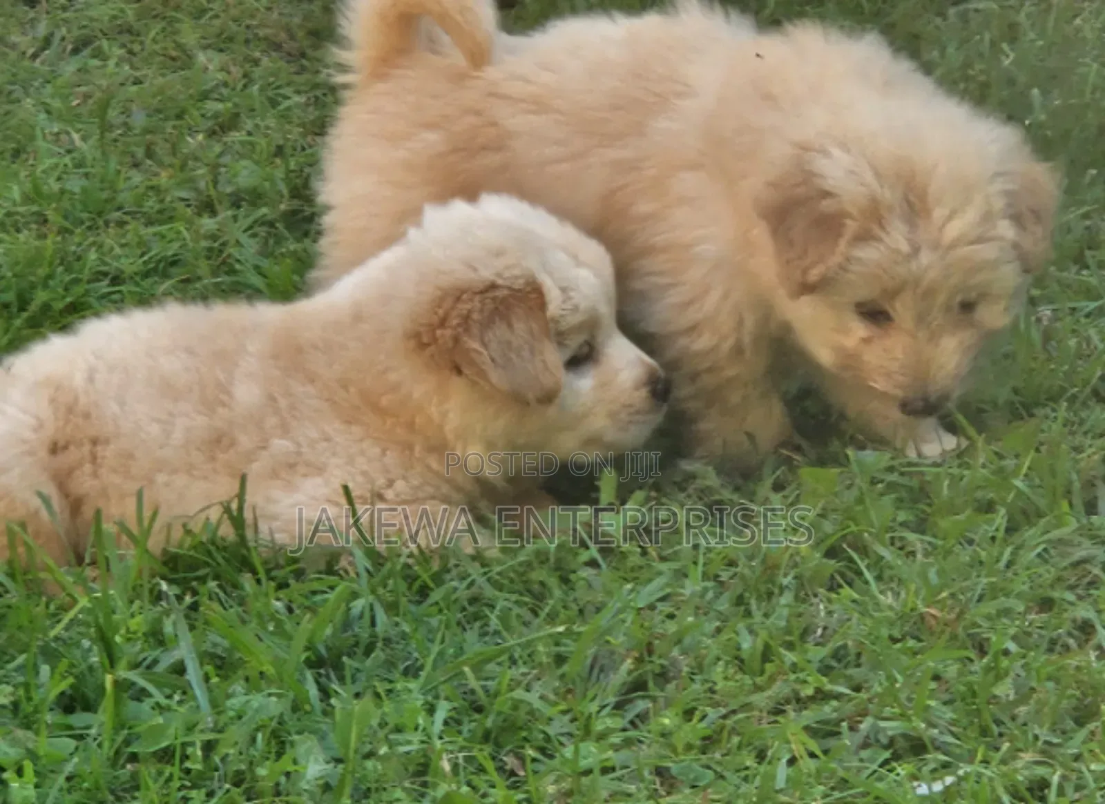 1-3 months Female Purebred Chow Chow