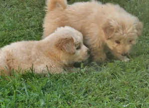 1-3 months Female Purebred Chow Chow