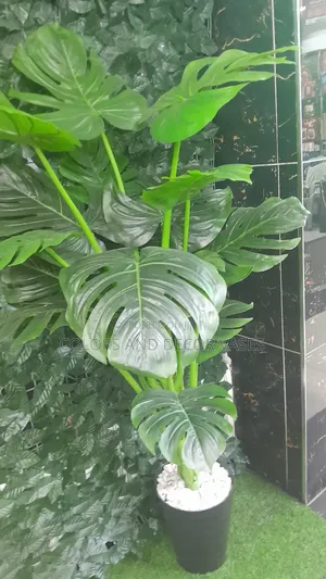 Monstera Plant Big With Vase and Stones White