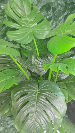Plant Big Monstera Without Vase 6,500shillings
