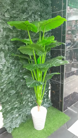 Plain Green 1.6m Long Plant 7,500 Shillings