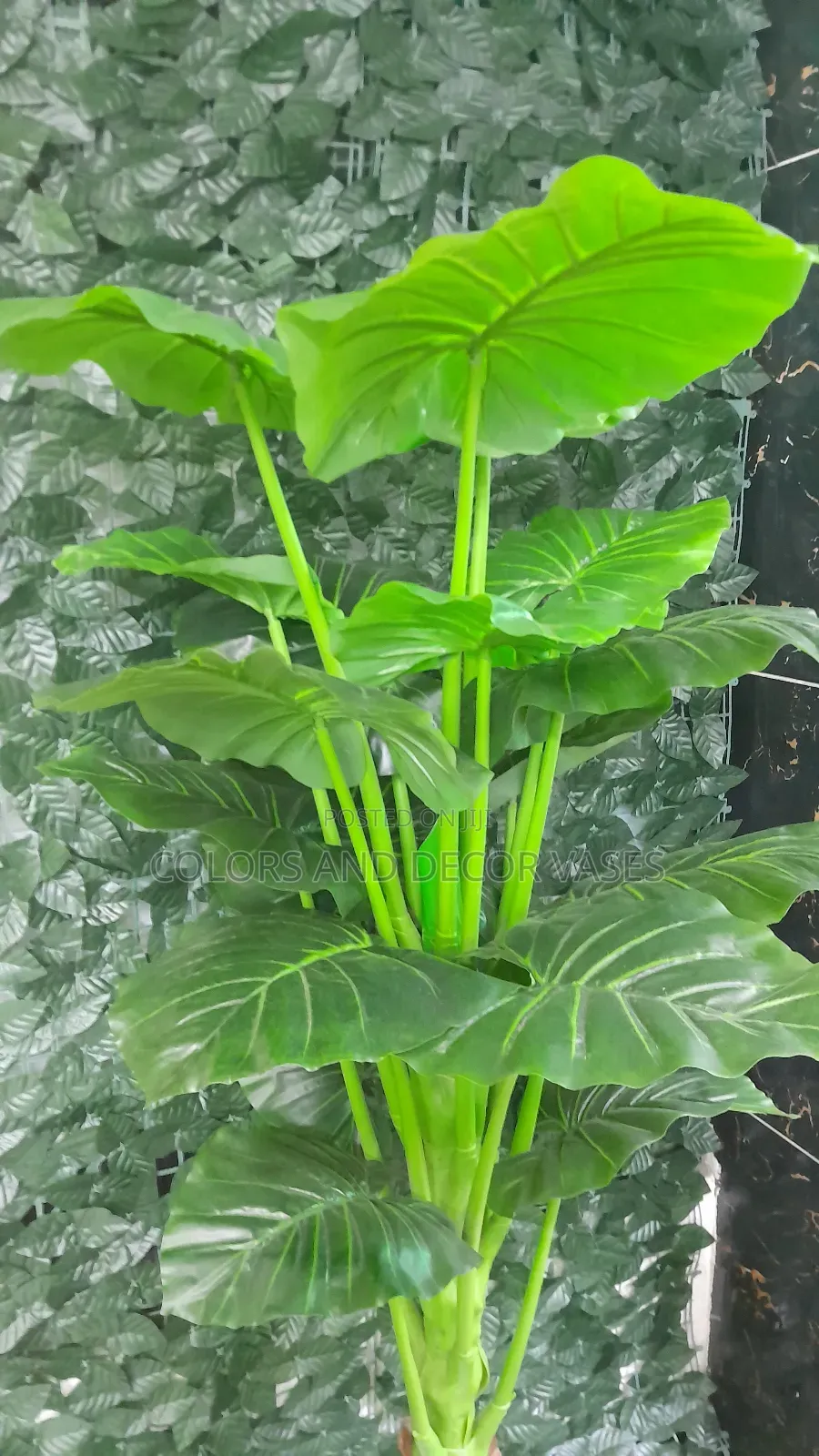 Plant Alone Is KSH 6500 1.5m