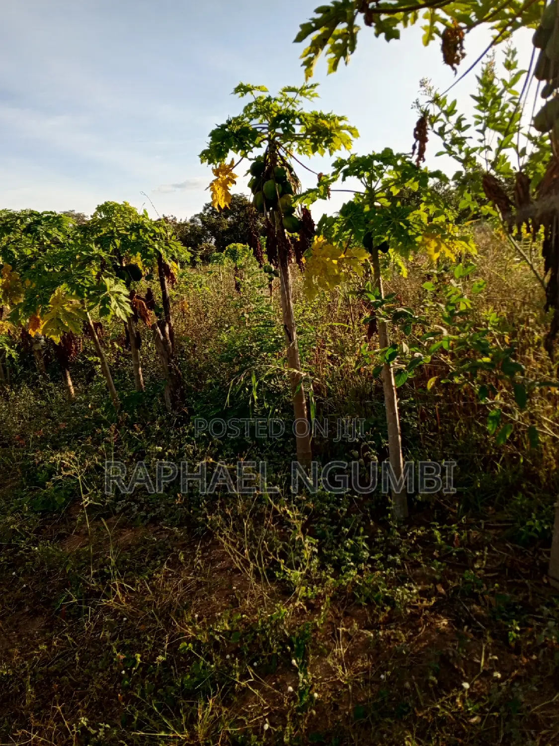 Two (2) 50*100 Plots at Wote Town