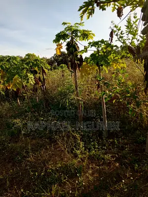 Two (2) 50*100 Plots at Wote Town